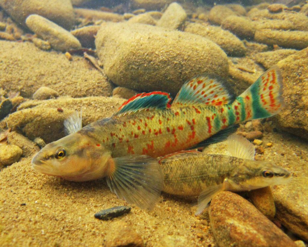 Kentucky Arrow Darter in it's natural habitat, T. Travis Brown